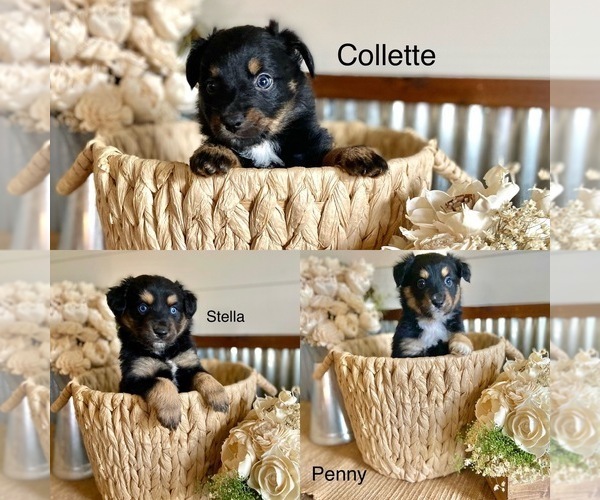 Medium Photo #1 Miniature American Shepherd Puppy For Sale in MANSFIELD, MO, USA