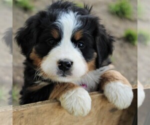 Bernese Mountain Dog Puppy for sale in EPHRATA, PA, USA