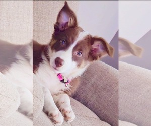 Australian Shepherd-Unknown Mix Dogs for adoption in Calhoun, GA, USA