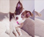 Small Australian Shepherd Mix