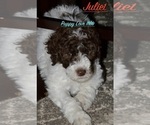 Puppy Juliet Poodle (Standard)