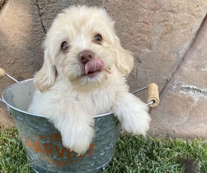 Mal-Shi Puppy for sale in RIVERSIDE, CA, USA