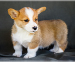 Puppy Biscuit Pembroke Welsh Corgi