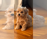 Small #1 Maltipoo