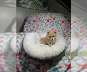 Pomeranian Puppy for sale in COOKEVILLE, TN, USA