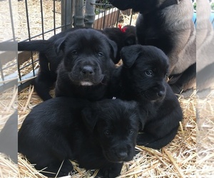 Shepradors Puppy for sale in SHELTON, WA, USA