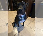 Small #5 American Staffordshire Terrier Mix