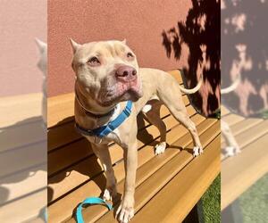 American Pit Bull Terrier Dogs for adoption in San Francisco, CA, USA