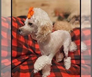 Mother of the Pekingese-Poodle (Toy) Mix puppies born on 04/02/2025
