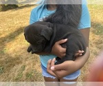 Small #23 Cane Corso-Rottweiler Mix