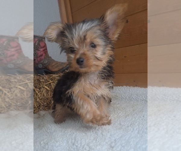 Medium Photo #3 Yorkshire Terrier Puppy For Sale in JASONVILLE, IN, USA