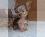 Small #2 Yorkshire Terrier
