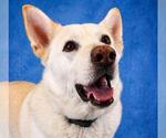 Small #1 German Shepherd Dog