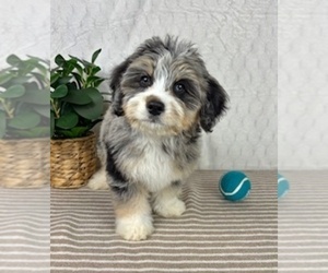 Miniature Bernedoodle Puppy for sale in GREENFIELD, IN, USA