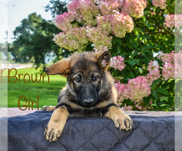 Medium Photo #4 German Shepherd Dog Puppy For Sale in MUNNSVILLE, NY, USA