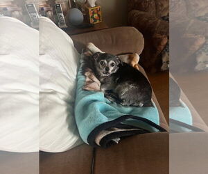 Chihuahua-Unknown Mix Dogs for adoption in Middlesex, NC, USA