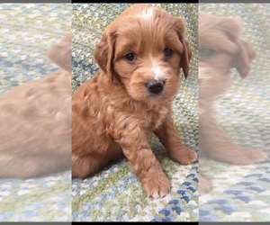 Golden Labrador-Poodle (Miniature) Mix Puppy for sale in WEST GROVE, PA, USA