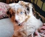 Small Photo #1 Miniature Australian Shepherd Puppy For Sale in MOUNT SHASTA, CA, USA