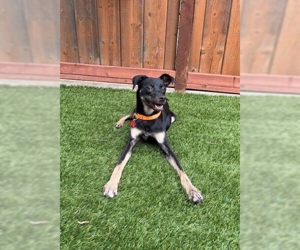 Medium Photo #2 Chihuahua-Unknown Mix Puppy For Sale in San Diego, CA, USA