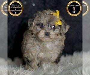 Medium YorkiePoo