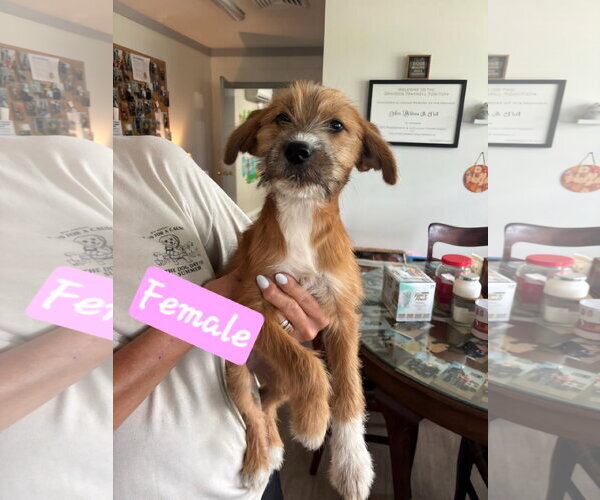 Medium Photo #2  Puppy For Sale in , 