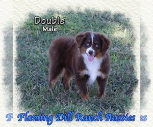 Miniature Australian Shepherd Puppy for sale in FORESTBURG, TX, USA