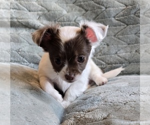 Chihuahua Puppy for sale in OREGON, WI, USA