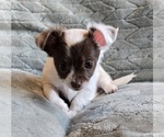 Image preview for Ad Listing. Nickname: Zora