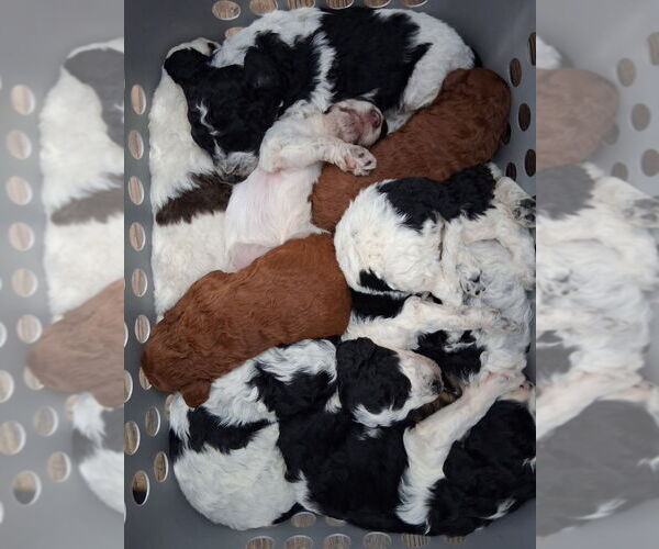 Medium Photo #1 Bernedoodle-Cavapoo (Miniature) Mix Puppy For Sale in SACRAMENTO, CA, USA