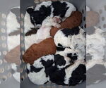 Image preview for Ad Listing. Nickname: Litter of 7