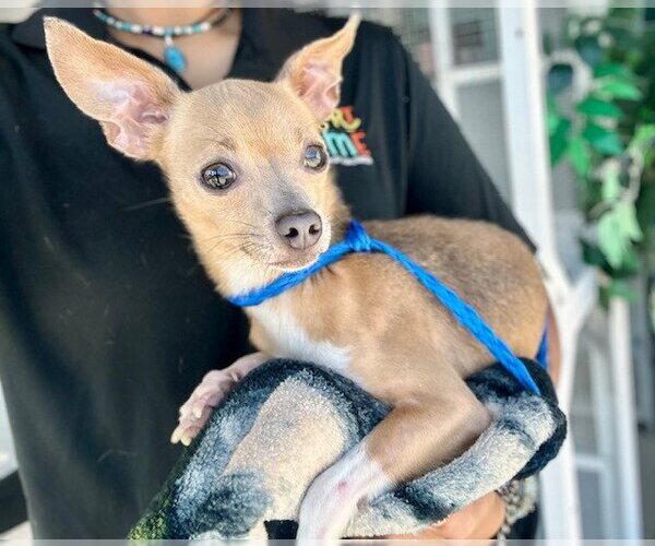 Medium Photo #1 Chihuahua Puppy For Sale in Temple, TX, USA