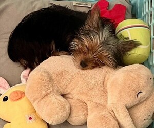 Yorkshire Terrier Puppy for sale in MADEIRA BEACH, FL, USA