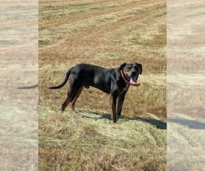 Father of the Catahoula Leopard Dog puppies born on 09/02/2025