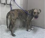 Small Labrador Retriever Mix