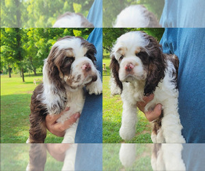 Cocker Spaniel Litter for sale in KNOX, IN, USA