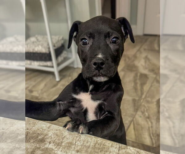 Medium Photo #1 Mutt Puppy For Sale in Mooresville, NC, USA