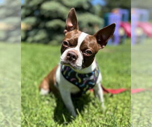 Boston Terrier Dogs for adoption in St. Louis Park, MN, USA