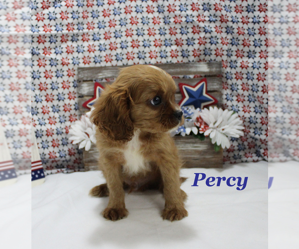 Medium Photo #4 Cavalier King Charles Spaniel Puppy For Sale in CHANUTE, KS, USA