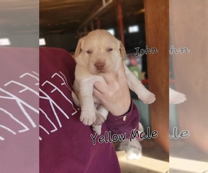 Labrador Retriever Puppy for sale in LICKING, MO, USA