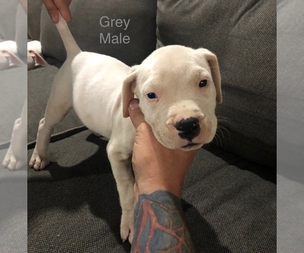 Medium Photo #5 Dogo Argentino Puppy For Sale in BEAUMONT, CA, USA