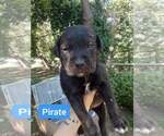 Puppy 5 Rottweiler-American Pit Bull Terrier