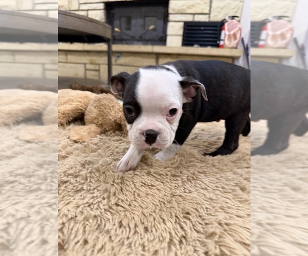 Medium Photo #5 Boston Terrier Puppy For Sale in FREDONIA, KS, USA