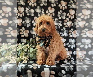 Cavapoo Puppy for sale in STEVENS, PA, USA