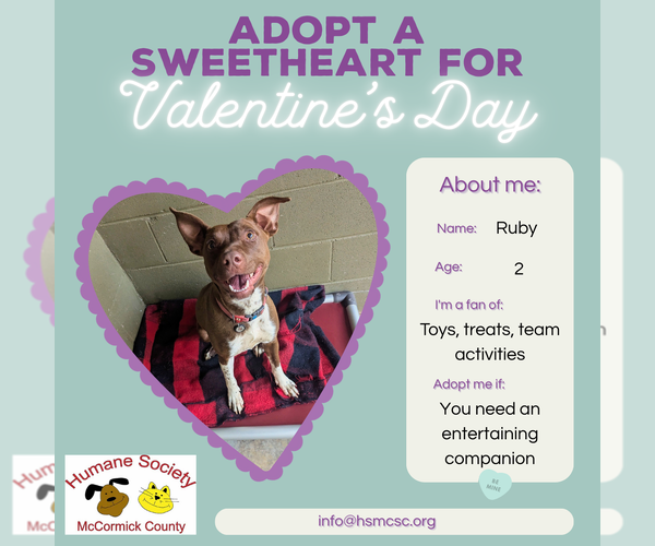 Medium Photo #1 Mutt Puppy For Sale in McCormick, SC, USA