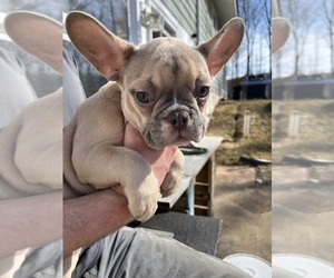 French Bulldog Puppy for sale in EMPORIUM, PA, USA