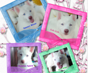 Siberian Husky Puppy for sale in GONZALES, LA, USA