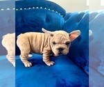 Small #4 French Bulldog