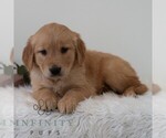 Small #3 Golden Retriever