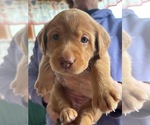 Small Photo #27 Labrador Retriever Puppy For Sale in BUFFALO, NY, USA