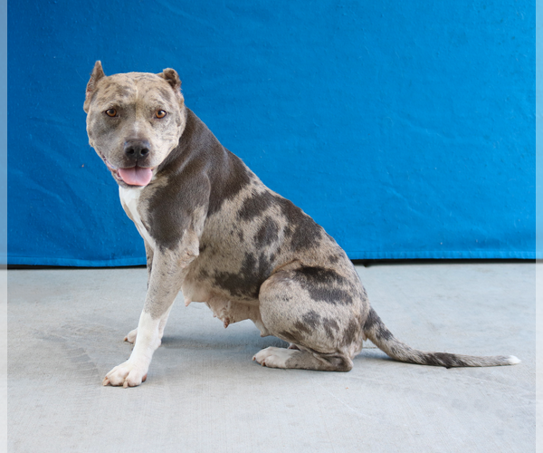 Medium Photo #1 American Pit Bull Terrier Puppy For Sale in Pasadena, CA, USA